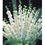 Семена Дельфиниум F1 Утренняя Звезда белая Семена Дельфиниум F1 Утренняя Звезда белая