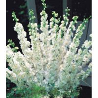 Семена Дельфиниум F1 Утренняя Звезда белая