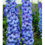 Семена Дельфиниум Голубое кружево Семена Дельфиниум Голубое кружево