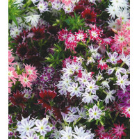 Семена Флокс Созвездие