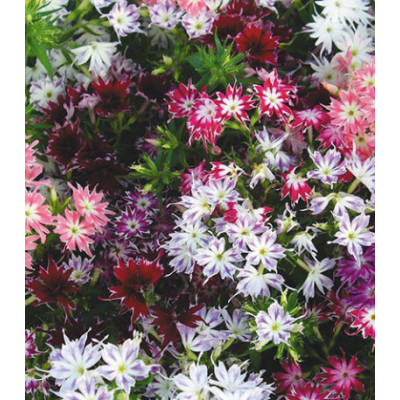 Семена Флокс Созвездие