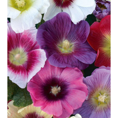 Семена Мальва Зарево