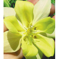 Семена Аквилегия F1 Русский Размер желтая