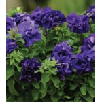 Семена Петуния F1 Дабл каскад блу Семена Петуния F1 Дабл каскад блу