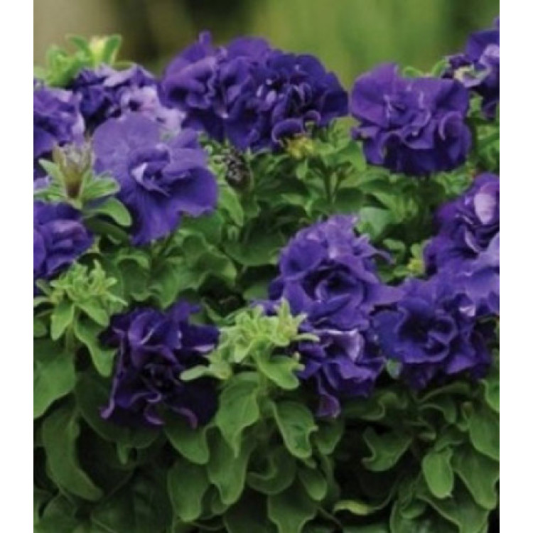 Семена Петуния F1 Дабл каскад блу Семена Петуния F1 Дабл каскад блу