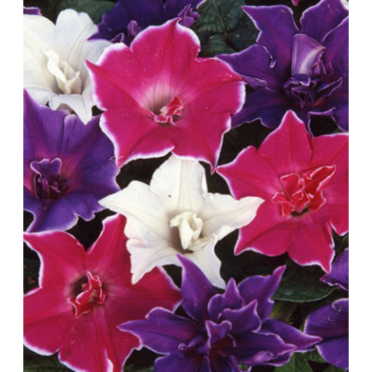 Семена Ипомея Кикио-заки Семена Ипомея Кикио-заки