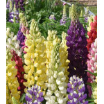 Семена Люпин Бамбини Семена Люпин Бамбини