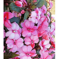 Семена Бальзамин новогвинейский F1 Флорифик Свит