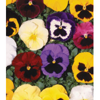 Семена Виола F1 Биг Босс