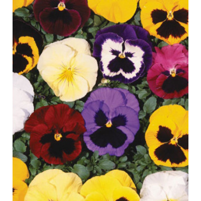 Семена Виола F1 Биг Босс