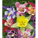 Семена Аквилегия F1 Русский Размер смесь Семена Аквилегия F1 Русский Размер смесь