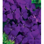 Семена Гвоздика турецкая Фиолетовая гора Семена Гвоздика турецкая Фиолетовая гора