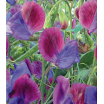 Семена Горошек душистый Матукана Семена Горошек душистый Матукана