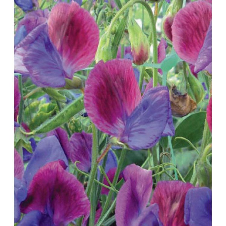 Семена Горошек душистый Матукана Семена Горошек душистый Матукана