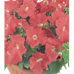 Семена Партитуния F1 Оранж Семена Партитуния F1 Оранж