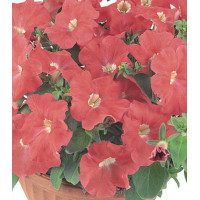 Семена Партитуния F1 Оранж