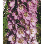 Семена Дельфиниум Астолат Семена Дельфиниум Астолат