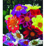 Семена Георгина Веселые ребята Семена Георгина Веселые ребята