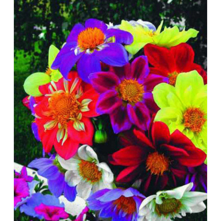 Семена Георгина Веселые ребята Семена Георгина Веселые ребята