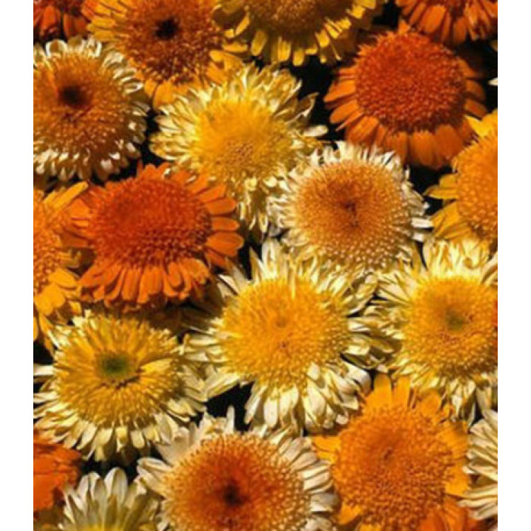 Семена овощейКалендула Каблуна РО Семена овощейКалендула Каблуна РО