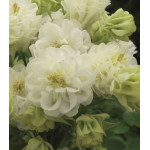 Семена Аквилегия Винки махровая белая Семена Аквилегия Винки махровая белая