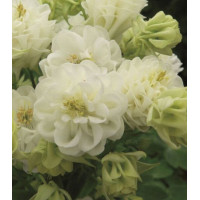 Семена Аквилегия Винки махровая белая