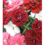 Семена Гвоздика китайская F1 Грейс Семена Гвоздика китайская F1 Грейс