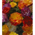 Семена Эшшольция Русский Размер Семена Эшшольция Русский Размер