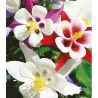 Семена Аквилегия Сонгбира