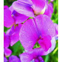 Семена Горошек душистый Розовый жемчуг