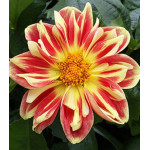 Семена Георгина Солнечный танец Семена Георгина Солнечный танец