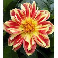 Семена Георгина Солнечный танец