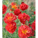 Семена Эшшольция Вишневый вихрь Семена Эшшольция Вишневый вихрь