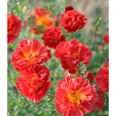 Семена Эшшольция Вишневый вихрь