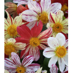 Семена Георгина Фейерверк Семена Георгина Фейерверк