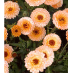 Семена Календула Розовый сюрприз Семена Календула Розовый сюрприз