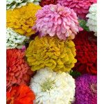 Семена Цинния Калифорнийские гиганты Семена Цинния Калифорнийские гиганты