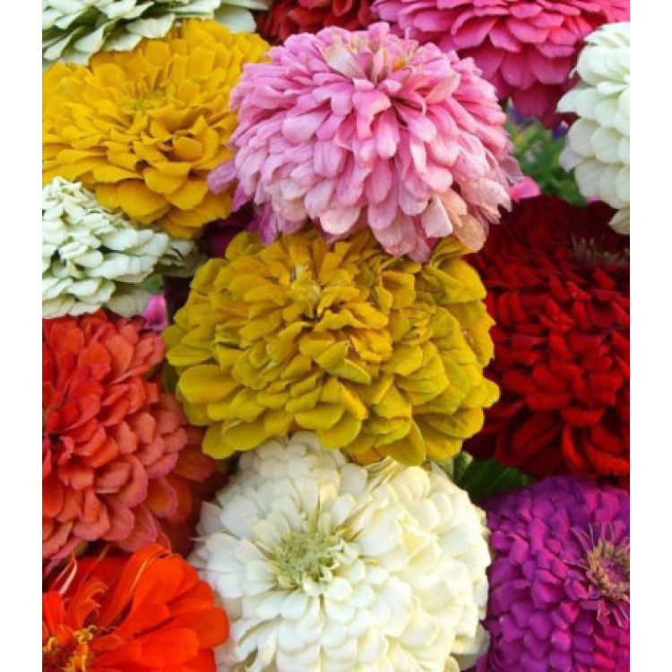 Семена Цинния Калифорнийские гиганты Семена Цинния Калифорнийские гиганты