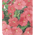 Семена Партитуния F1 Салмон Семена Партитуния F1 Салмон