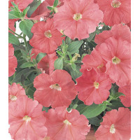 Семена Партитуния F1 Салмон