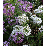 Семена Алиссум Биг Джем смесь Семена Алиссум Биг Джем смесь