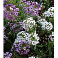 Семена Алиссум Биг Джем смесь