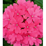 Семена Вербена F1 Кварц Пинк Семена Вербена F1 Кварц Пинк