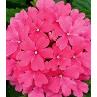 Семена Вербена F1 Кварц Пинк
