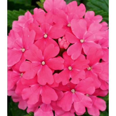 Семена Вербена F1 Кварц Пинк