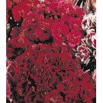 Семена Гвоздика Махровая Семена Гвоздика Махровая