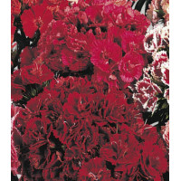 Семена Гвоздика Махровая