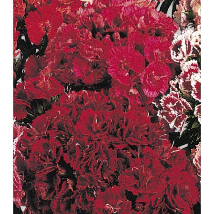 Семена Гвоздика Махровая Семена Гвоздика Махровая