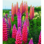 Семена Люпин Лулу Семена Люпин Лулу