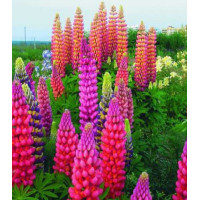 Семена Люпин Лулу